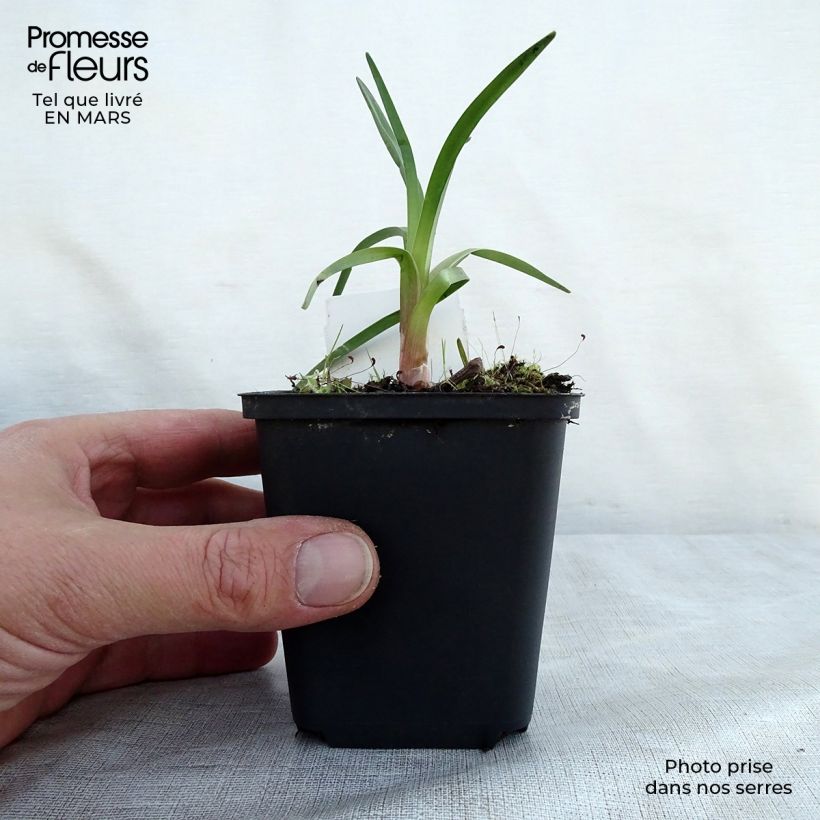 Exemplaar van Kniphofia Alcazar - Vuurpijl Kweekpotje van 8/9 cm zoals geleverd in de lente