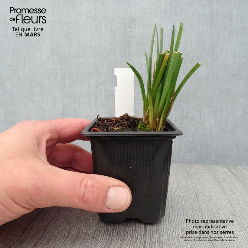 Exemplaar van Kniphofia Bees Lemon - Vuurpijl Kweekpotje van 8/9 cm zoals geleverd in de lente