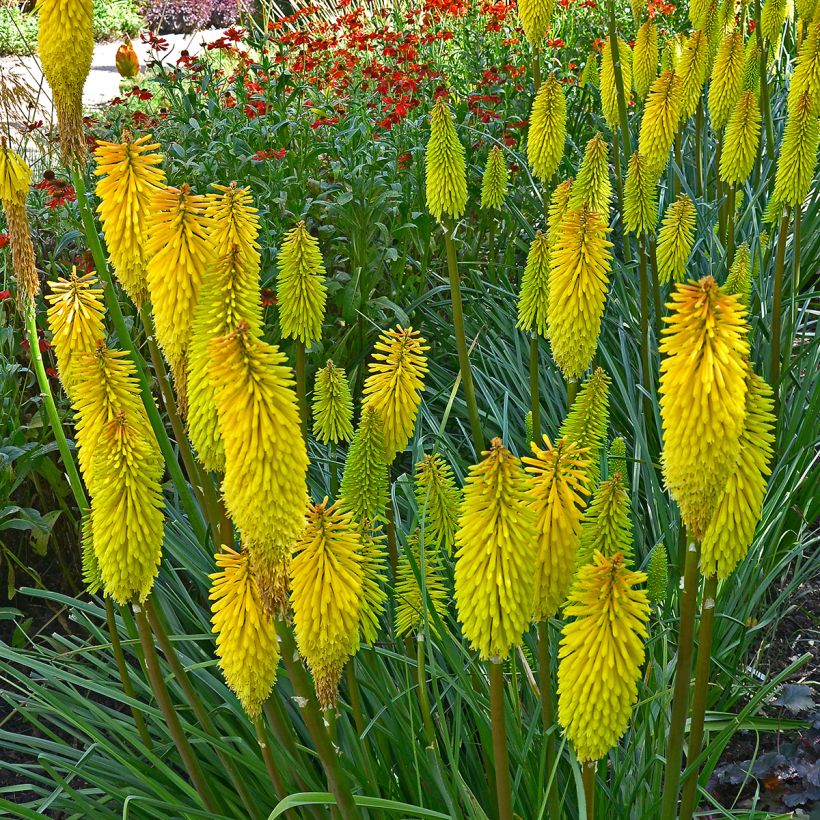 Kniphofia Bees Lemon - Vuurpijl (Groeiplaats)