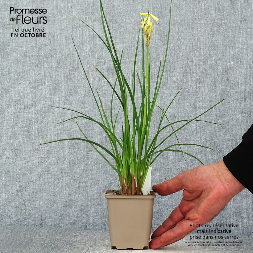 Exemplaar van Kniphofia Elvira - Vuurpijl Kweekpotje van 8/9 cm zoals geleverd in de herfst