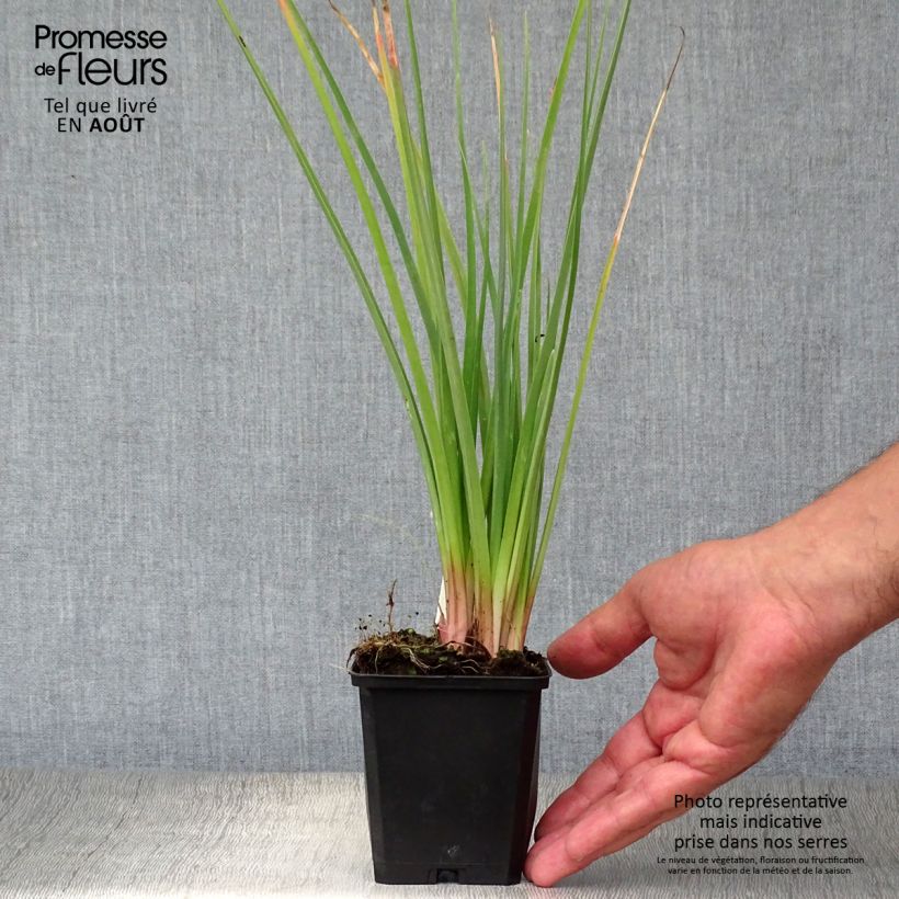 Exemplaar van Kniphofia Flamenco - Vuurpijl Kweekpotje van 8/9 cm zoals geleverd in de zomer
