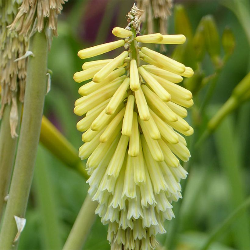 Kniphofia Green Jade - Vuurpijl (Bloei)