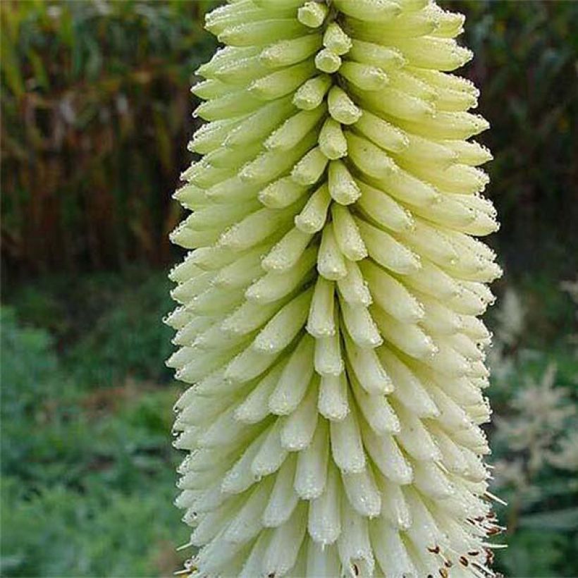 Kniphofia Ice Queen - Vuurpijl (Bloei)