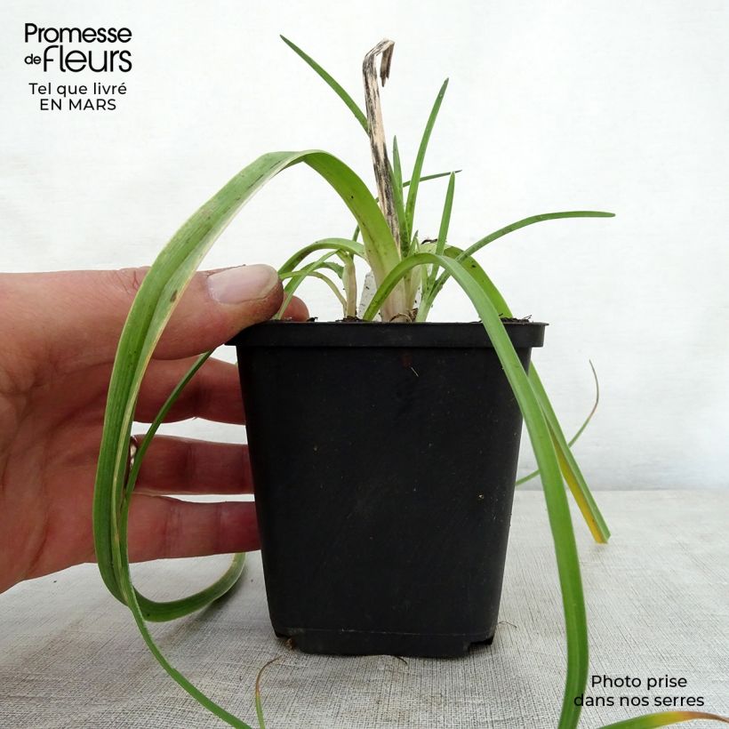 Exemplaar van Kniphofia Limelight - Vuurpijl Kweekpotje van 8/9 cm zoals geleverd in de lente