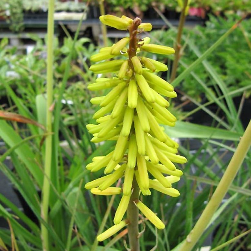 Kniphofia Little Maid - Vuurpijl (Bloei)