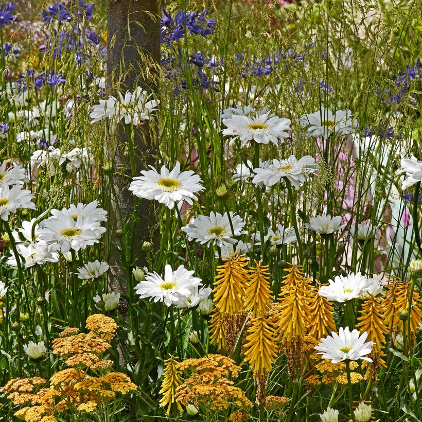 Kniphofia Little Maid - Vuurpijl (Groeiplaats)