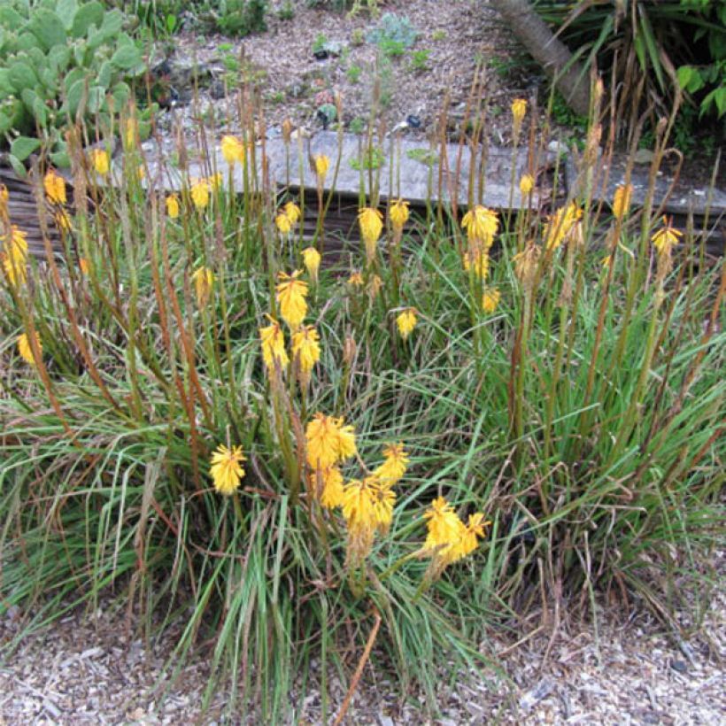 Kniphofia Minister Verschuur - Vuurpijl (Bloei)