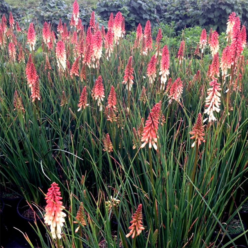 Kniphofia uvaria Orange Vanilla Popsicle - Vuurpijl (Bloei)