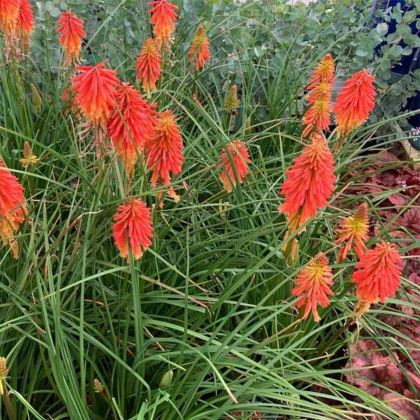 Kniphofia Papaya Popsicle - Vuurpijl (Groeiplaats)