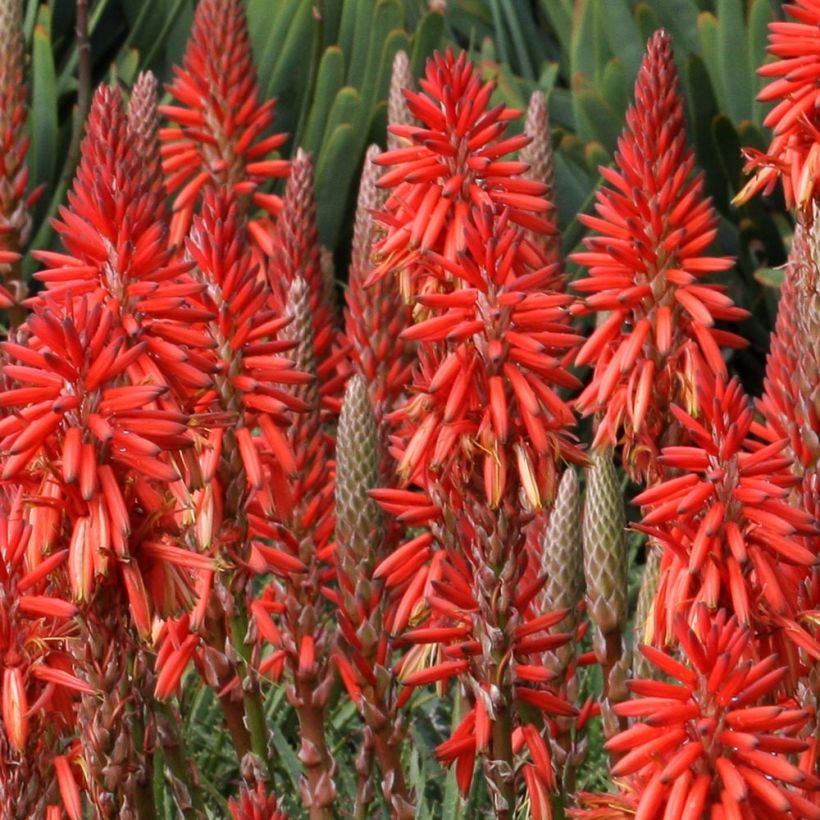 Kniphofia Red Rocket - Vuurpijl (Bloei)