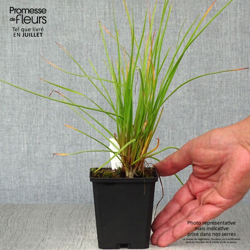 Exemplaar van Kniphofia Red Rocket - Vuurpijl Kweekpotje van 8/9 cm zoals geleverd in de zomer