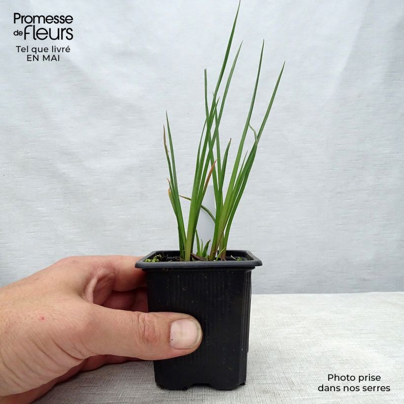 Exemplaar van Kniphofia Redhot Popsicle - Vuurpijl Kweekpotje van 8/9 cm zoals geleverd in de lente