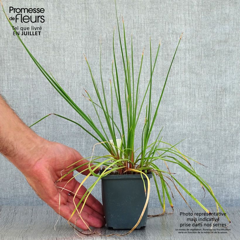 Exemplaar van Kniphofia Redhot Popsicle - Vuurpijl Kweekpotje van 8/9 cm zoals geleverd in de zomer