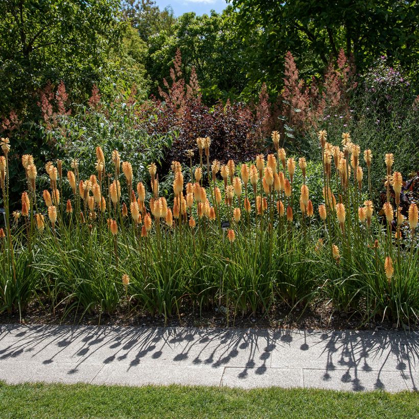 Kniphofia Tawny King - Vuurpijl (Groeiplaats)