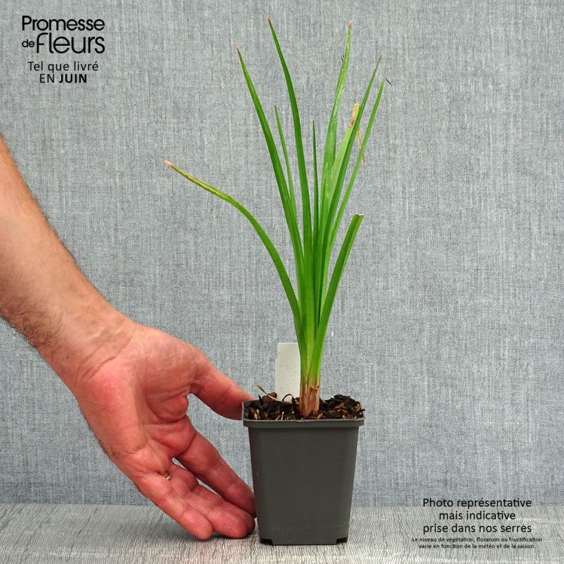 Exemplaar van Kniphofia Tawny King - Vuurpijl Kweekpotje van 8/9 cm zoals geleverd in de zomer