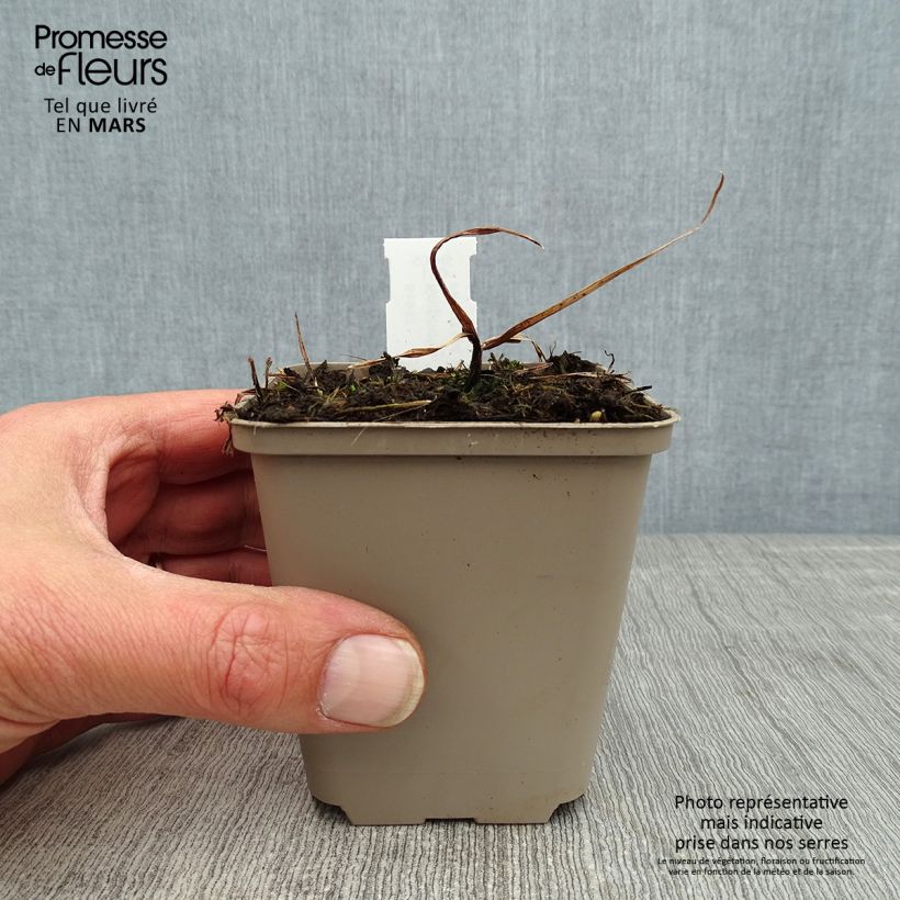 Exemplaar van Kniphofia Tawny King - Vuurpijl Kweekpotje van 8/9 cm zoals geleverd in de lente