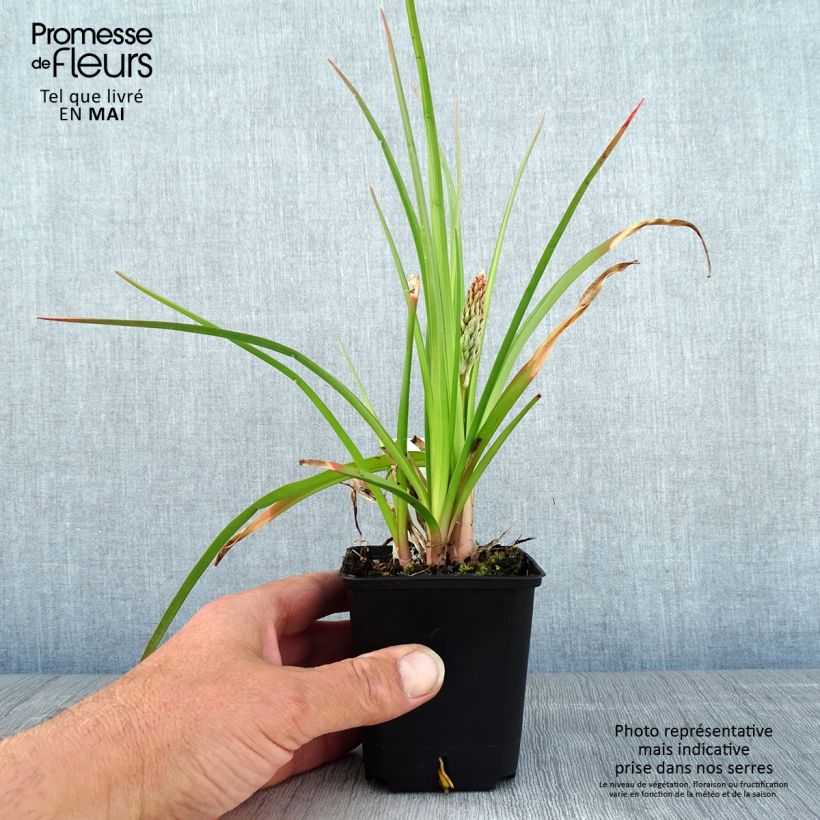 Exemplaar van Kniphofia Traffic Lights - Vuurpijl Kweekpotje van 8/9 cm zoals geleverd in de lente