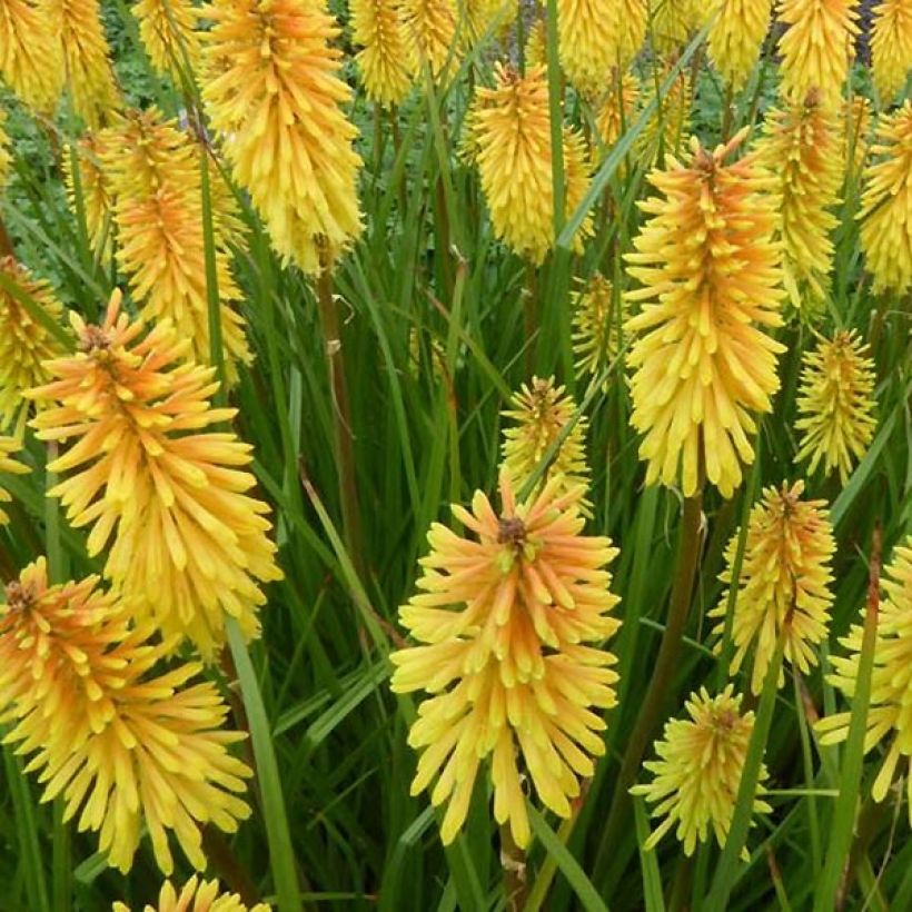 Kniphofia Wrexham Buttercup - Vuurpijl (Bloei)