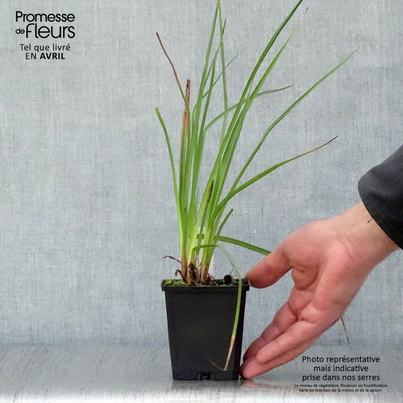 Exemplaar van Kniphofia Wrexham Buttercup - Vuurpijl Kweekpotje van 8/9 cm zoals geleverd in de lente