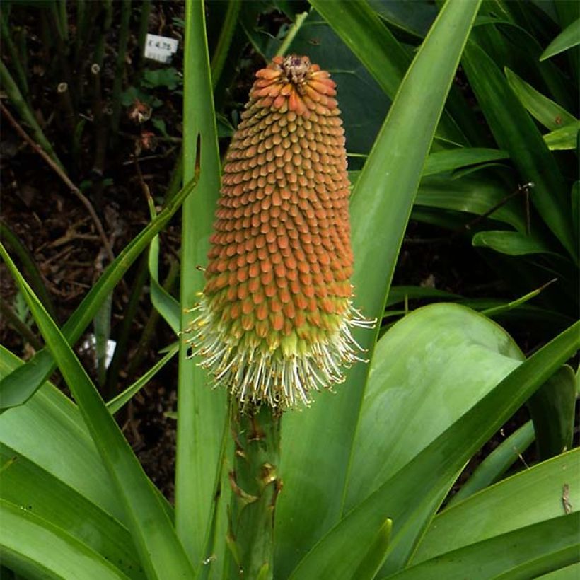 Kniphofia northiae - Vuurpijl (Bloei)