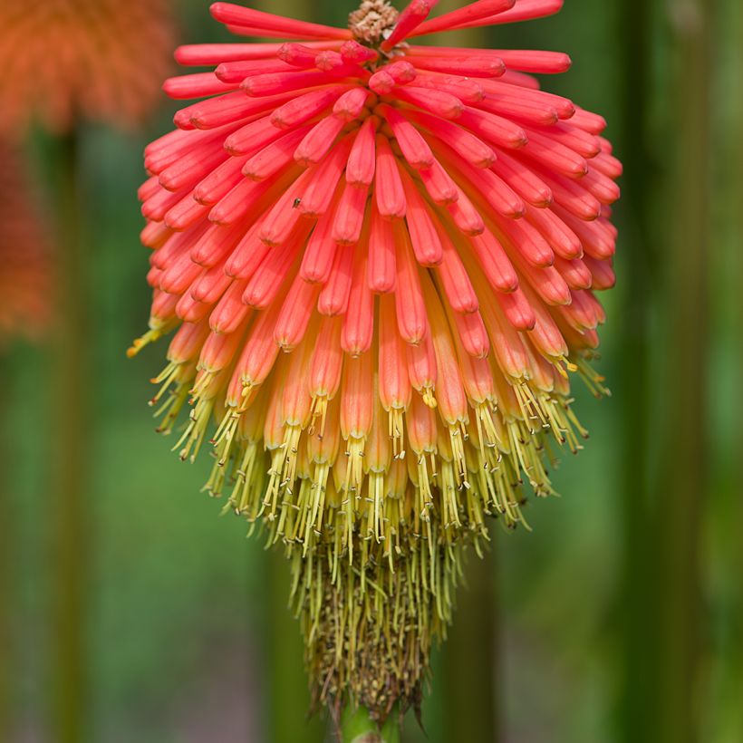 Kniphofia rooperi - Vuurpijl (Bloei)