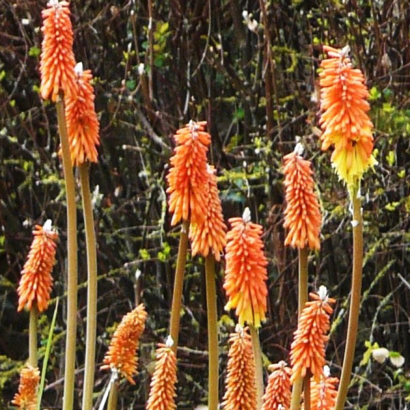 Kniphofia uvaria - Vuurpijl (Bloei)