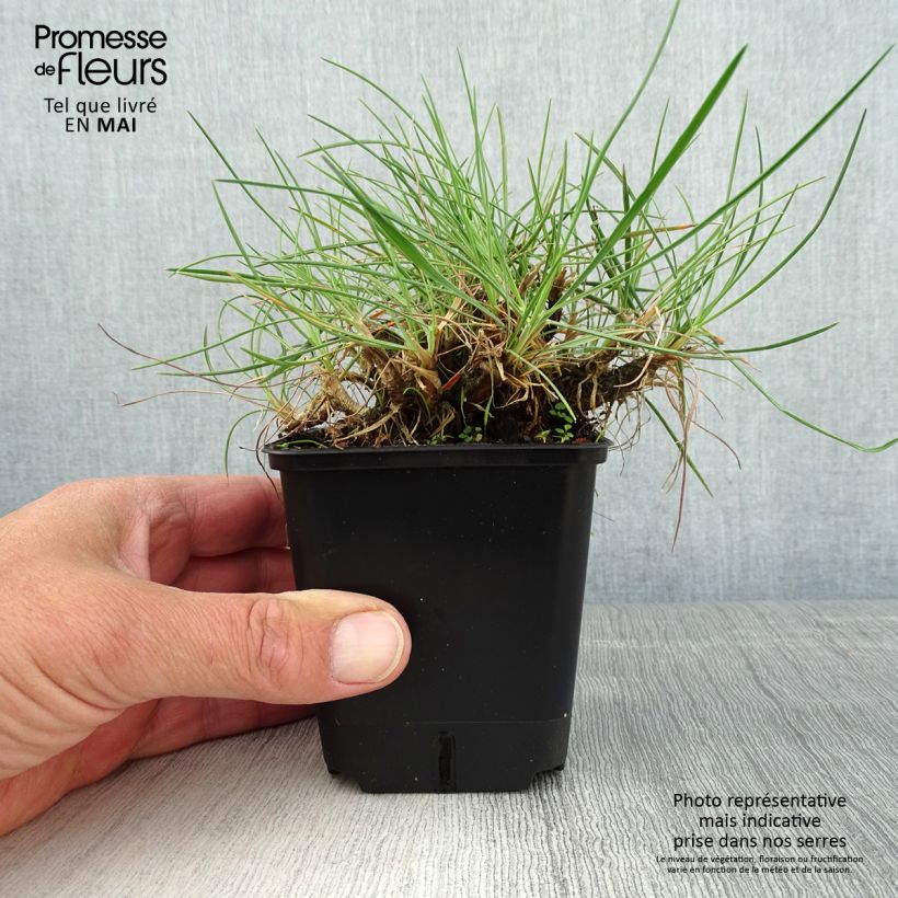 Exemplaar van Koeleria glauca - Fakkelgras Kweekpotje van 8/9 cm zoals geleverd in de lente