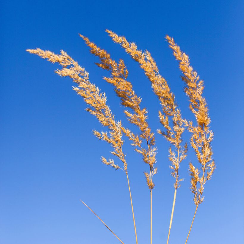Koeleria glauca - Fakkelgras (Bloei)