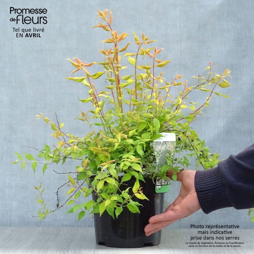 Example of Kolkwitzia amabilis Maradco - Koninginnenstruik Pot van 3 l/4 l as you get in printemps