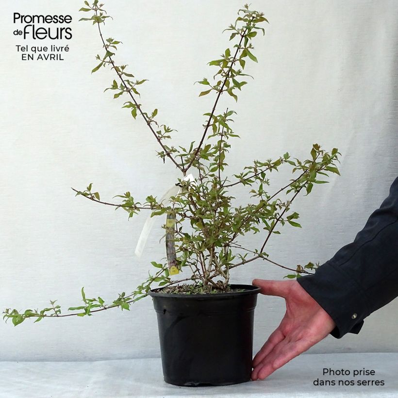 Example of Kolkwitzia amabilis Pink Cloud - Koninginnenstruik Pot van 3 l/4 l as you get in printemps