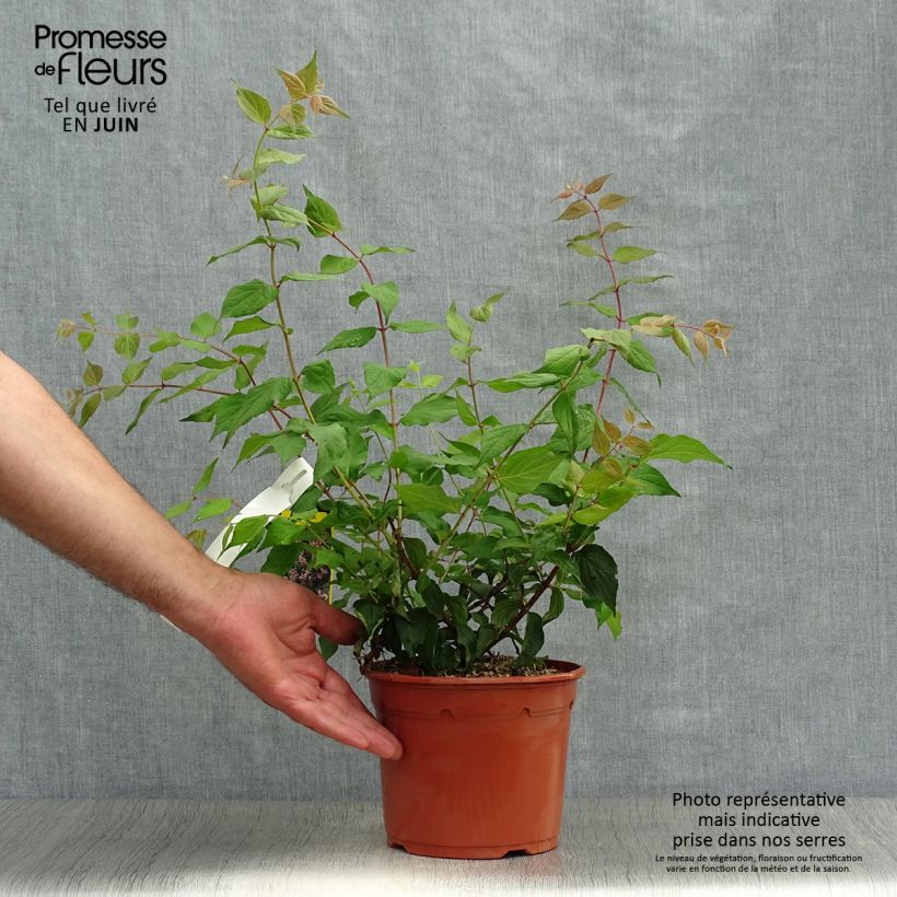 Exemplaar van Kolkwitzia amabilis Pink Cloud - Koninginnenstruik Pot van 3 l/4 l zoals geleverd in de zomer