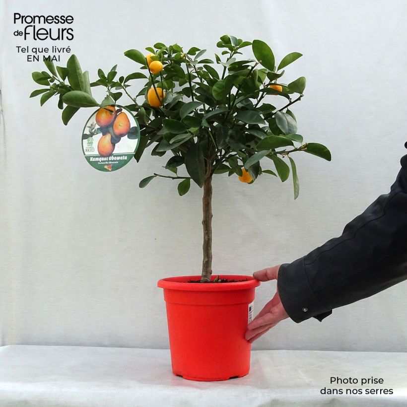 Exemplaar van Kumquat Fukushu Pot van 4 l/5 l, Kwartstam zoals geleverd in de lente