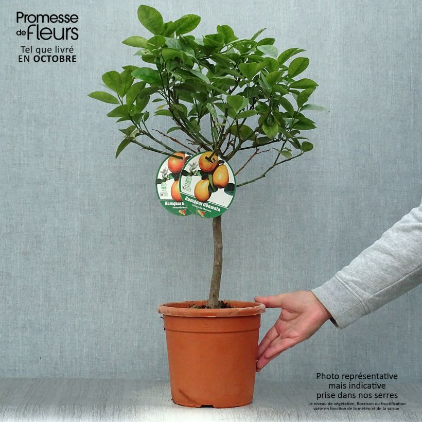 Exemplaar van Kumquat Fukushu Pot van 4 l/5 l, Kwartstam zoals geleverd in de herfst
