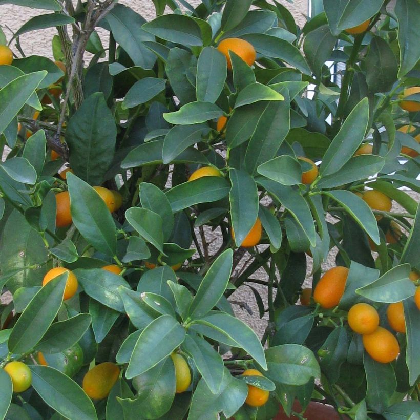 Kumquat Nagami (Foliage)