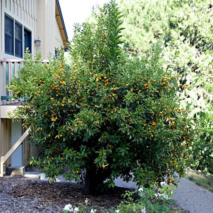 Kumquat Nagami (Plant habit)