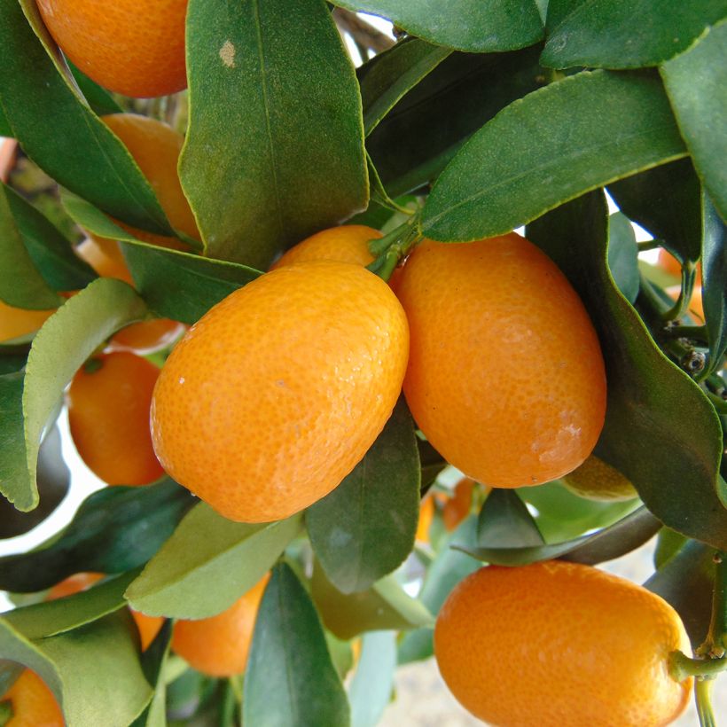 Kumquat Nagami (Harvest)