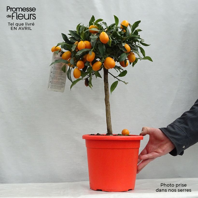 Example of Kumquat Nagami Pot van 4 l/5 l, Kwartstam as you get in printemps