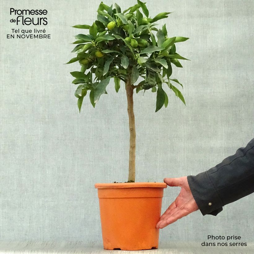 Exemplaar van Kumquat Nagami Pot van 4 l/5 l, Kwartstam zoals geleverd in de herfst