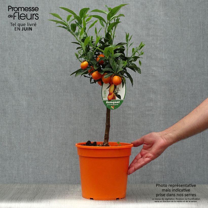 Exemplaar van Kumquat Nagami Pot van 4 l/5 l, Kwartstam zoals geleverd in de zomer