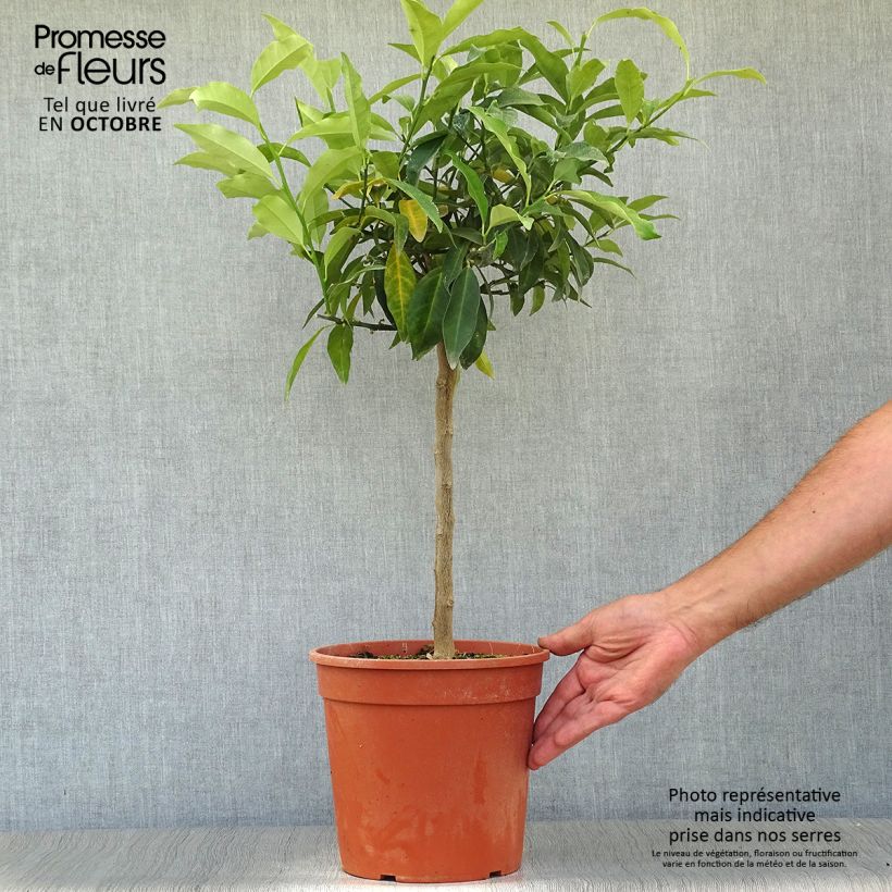 Exemplaar van Fortunella margarita - Kumquat Pot van 4 l/5 l zoals geleverd in de herfst