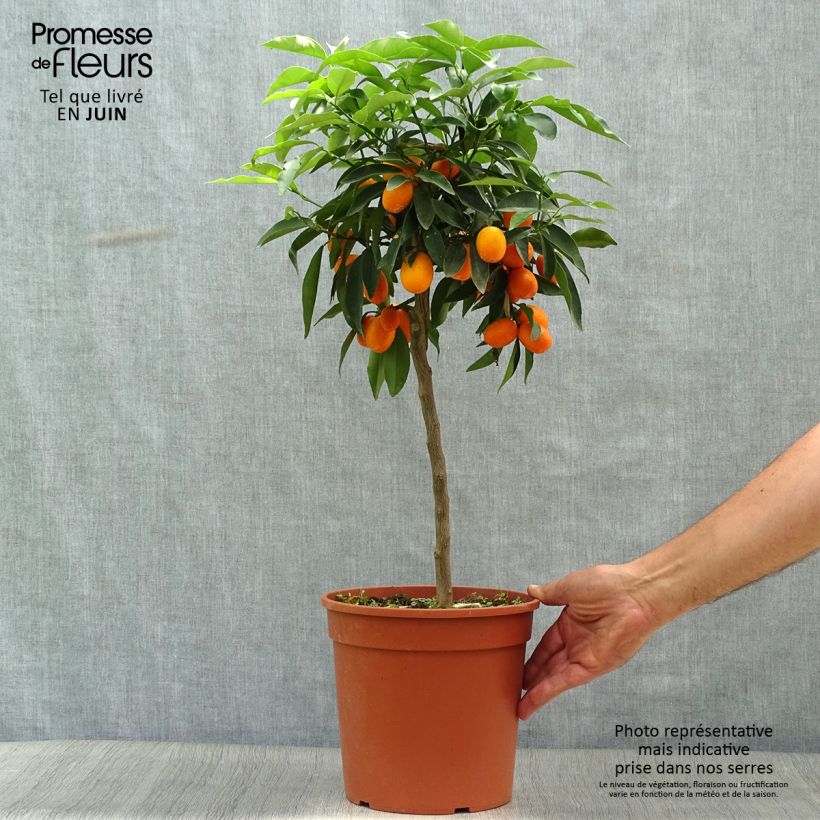 Exemplaar van Fortunella margarita - Kumquat Pot van 4 l/5 l zoals geleverd in de zomer