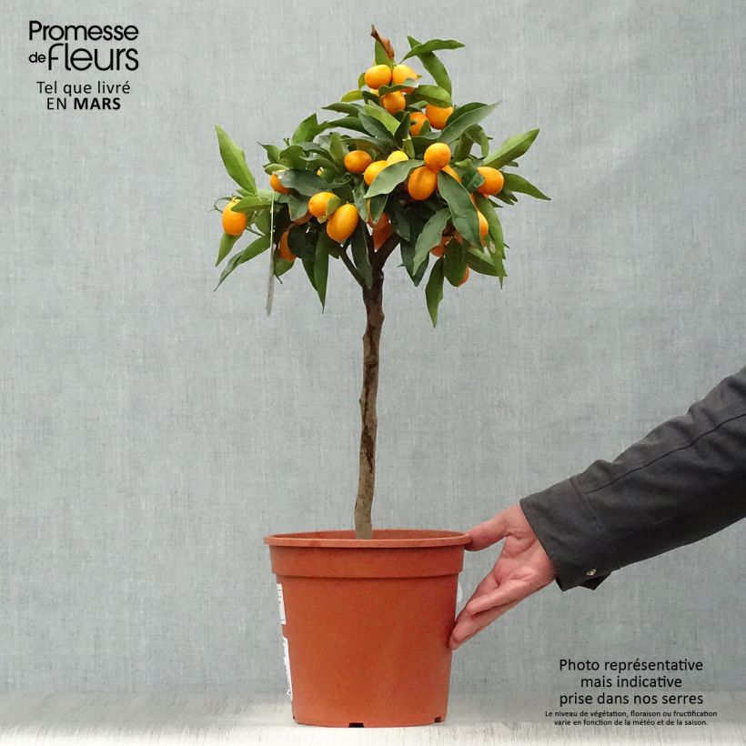 Exemplaar van Fortunella margarita - Kumquat Pot van 4 l/5 l zoals geleverd in de lente