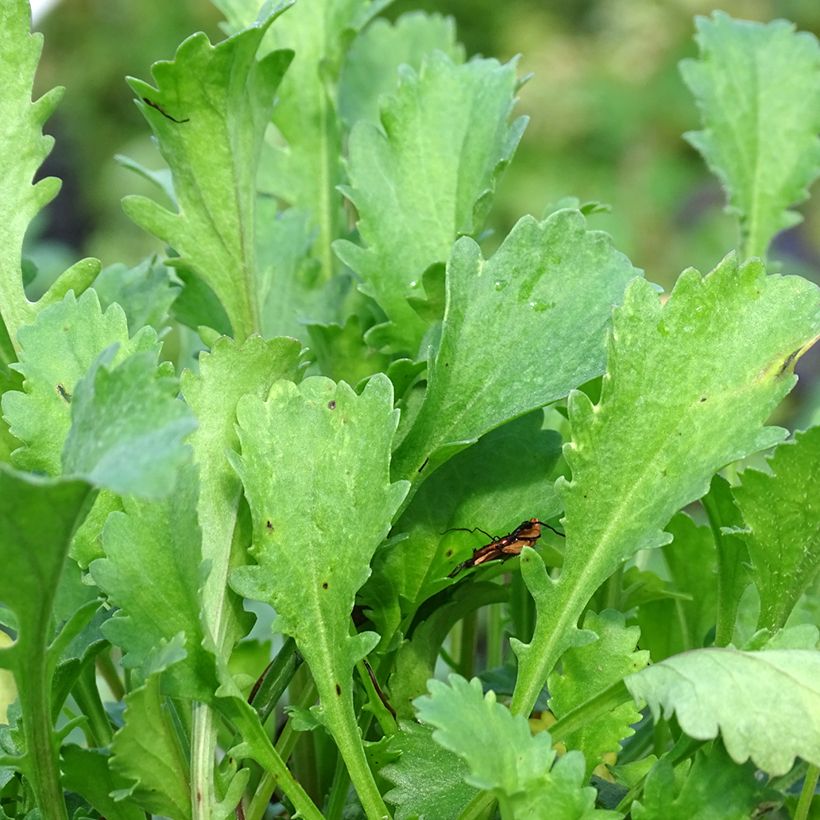 Leucanthemum vulgare Maikonigin - Margriet (Blad)