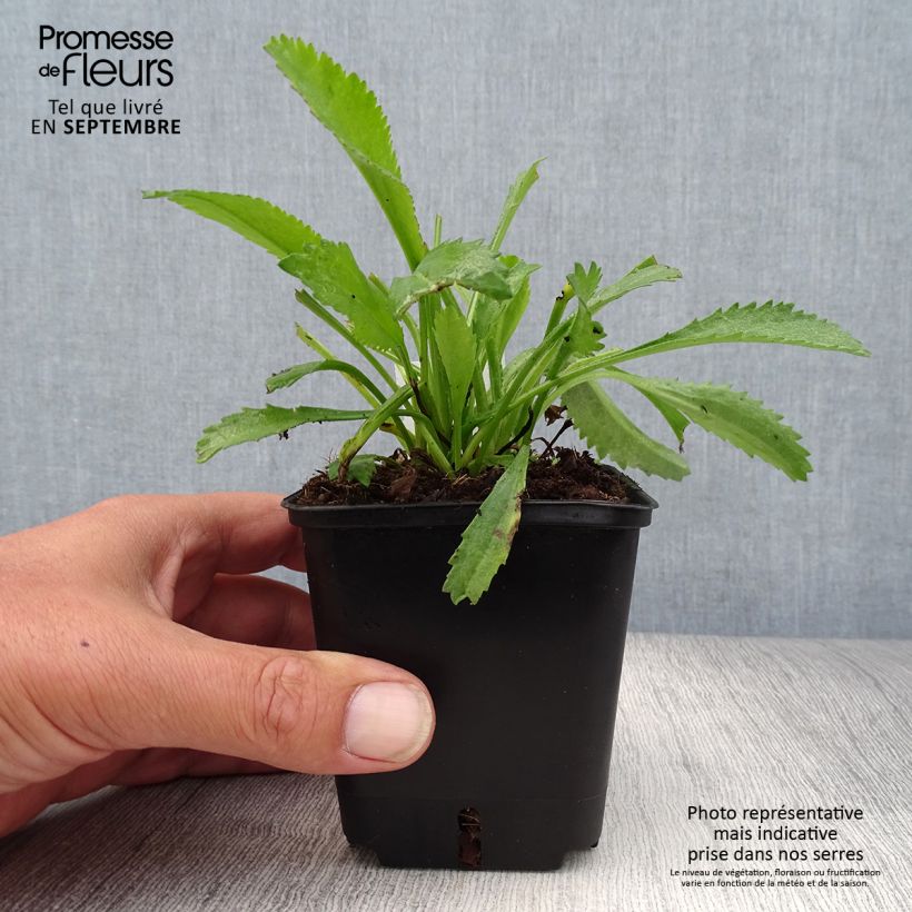 Exemplaar van Leucanthemum superbum Alaska - Tuinmargriet Kweekpotje van 8/9 cm zoals geleverd in de herfst