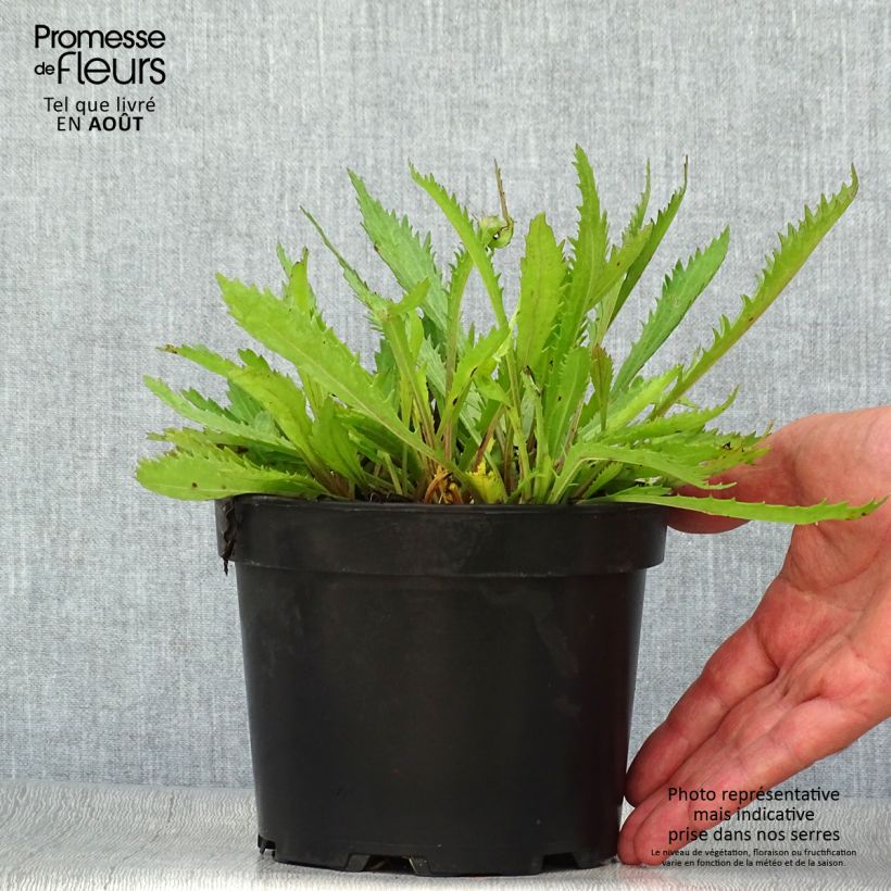 Exemplaar van Leucanthemum Princesse d'Argent - Margriet Pot van 2 l/3 l zoals geleverd in de zomer