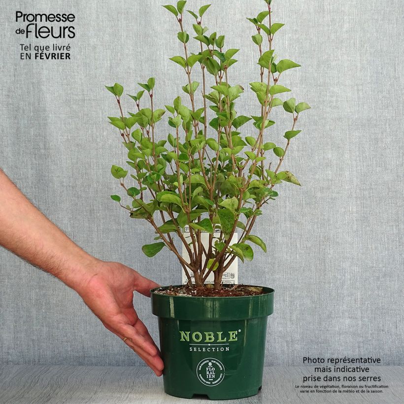 Exemplaar van Syringa Tinkerbelle - Dwergsering Pot van 2 l/3 l zoals geleverd in de herfst