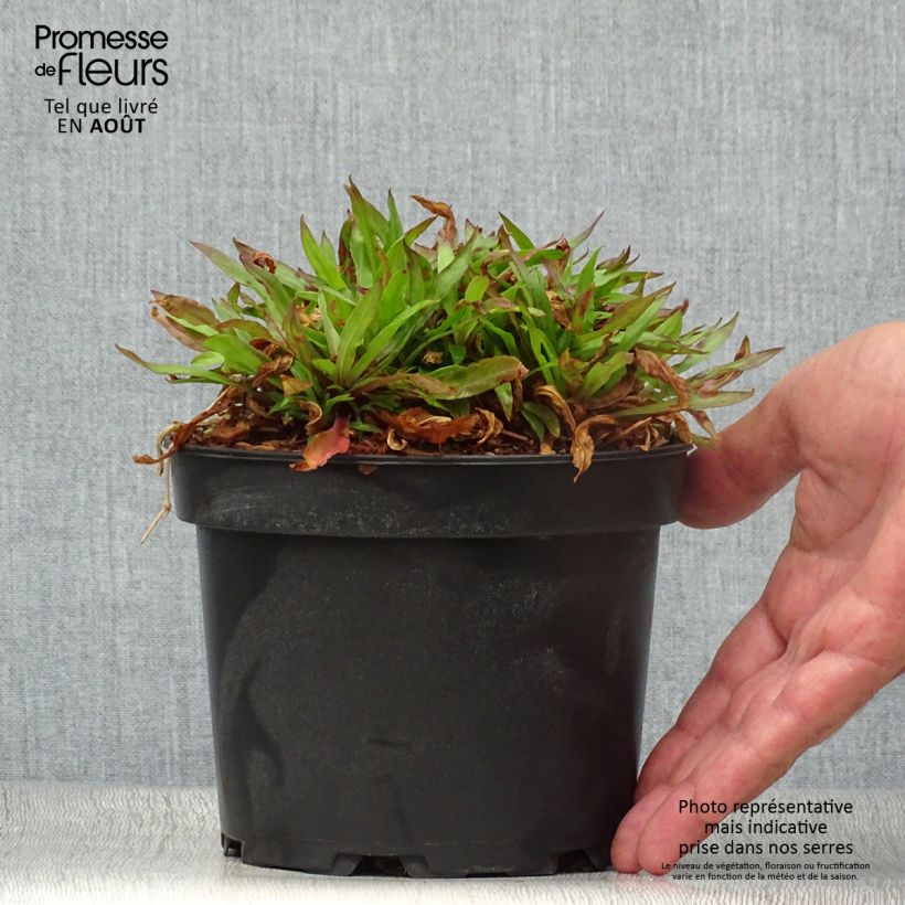 Exemplaar van Lychnis flos-cuculi Jenny - Echte koekoeksbloem Pot van 2 l/3 l zoals geleverd in de zomer