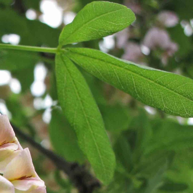 Laburnocytisus adamii (Foliage)