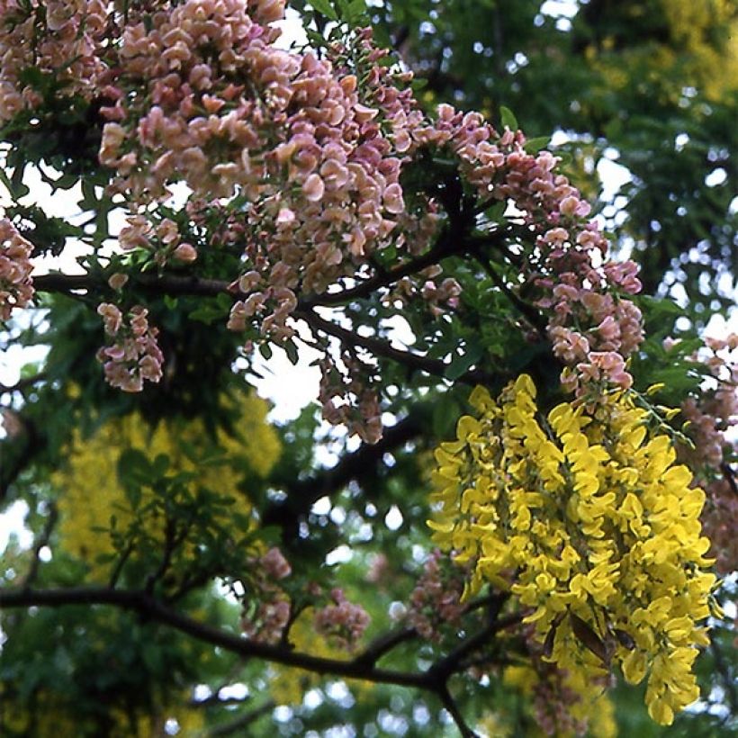Laburnocytisus adamii (Flowering)
