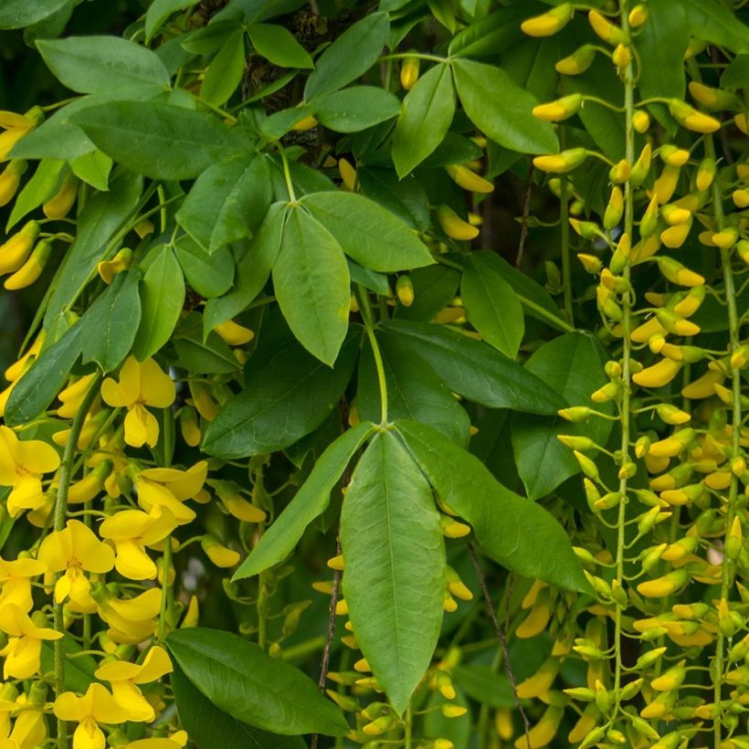 Laburnum alpinum Pendulum - Goudenregen (Blad)